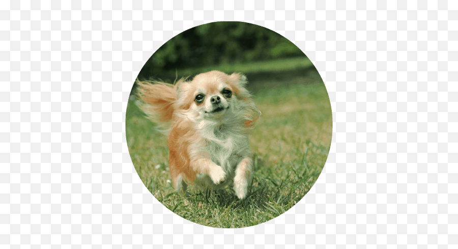 What Size Dog Can Fly In Cabin Breeds Sizes U0026 Weight Emoji,Emotion Chart Using Dogs