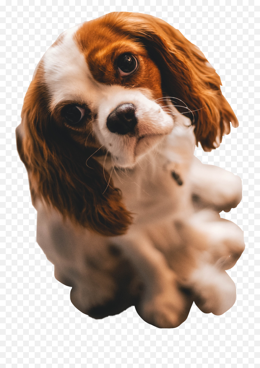 Puppy Dog Sticker - Cavalier King Charles Spaniel Emoji,Cavalier King Charles Spaniel Sticker Emoji