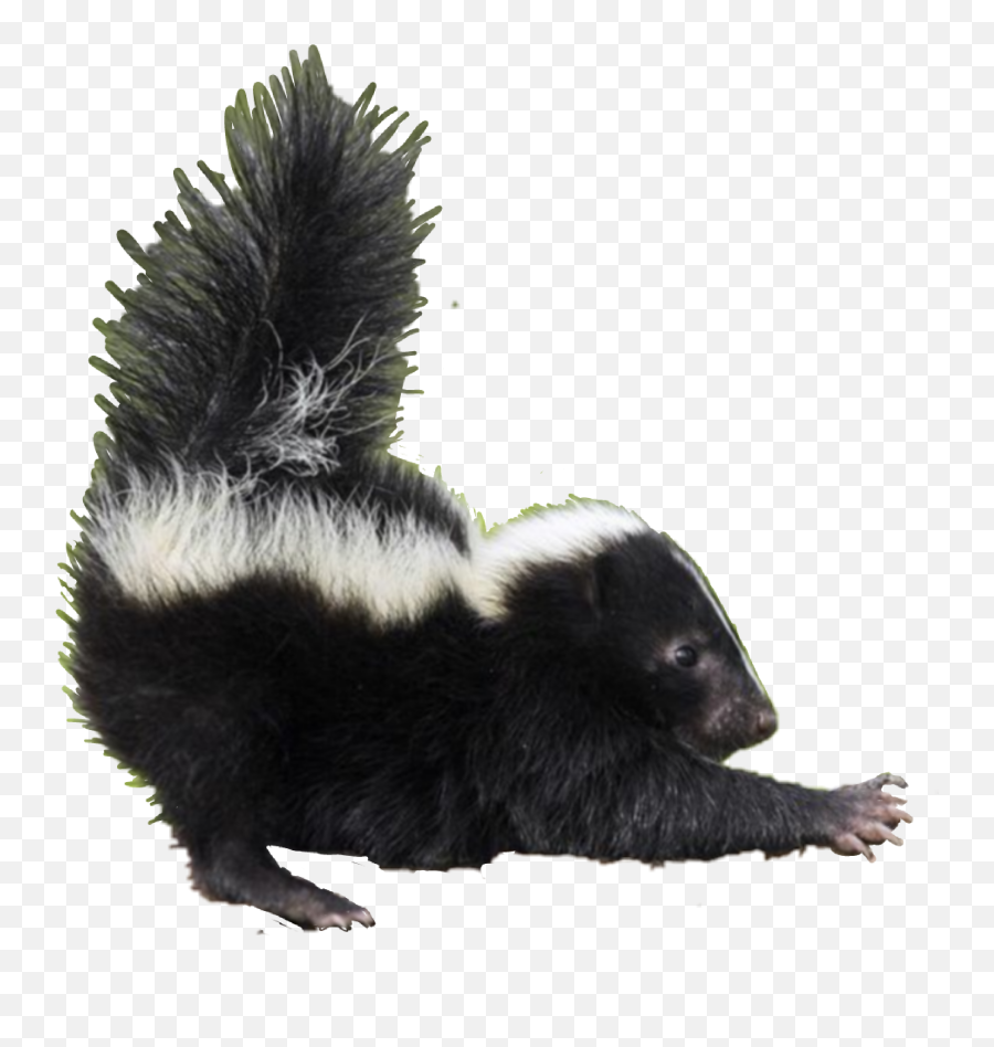 Skunk Sticker - Striped Skunk Emoji,Skunk Emoji