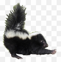 Skunk Sticker - Striped Skunk Emoji,Skunk Emoji