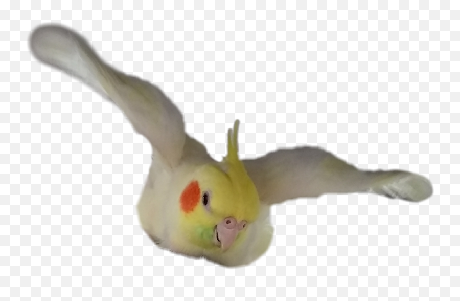 The Most Edited - Cockatiel Flying Transparent Background Emoji,Cockatoo Facebook Emoji