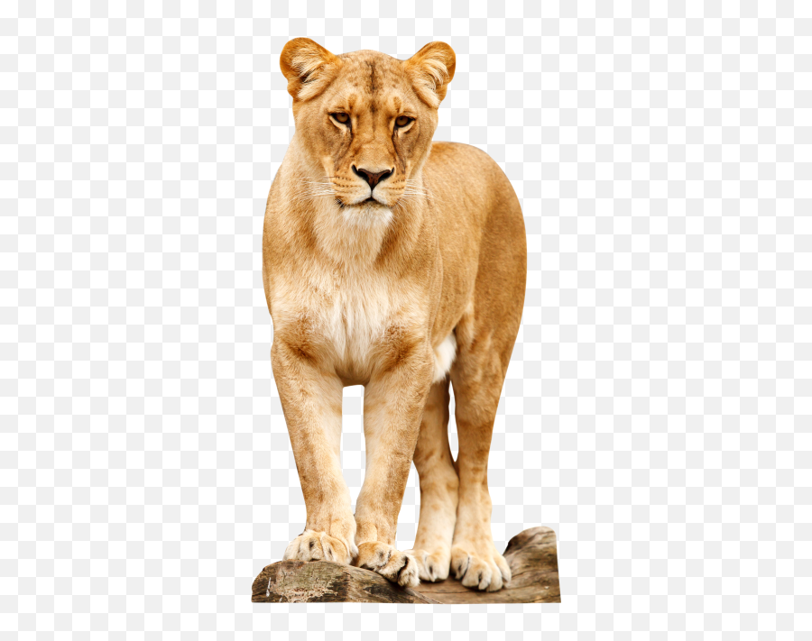 Lion Png Transparent Image - Freepngdesigncom Lioness Emoji,Lion Emoji Png