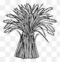 Httpwwwmessianic - Torahtruthseekerorgscriptures Colouring In Wheat Emoji,Hannukah Emoji
