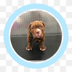Dog Grooming Near Me Mobile Pet Grooming Near Me Emoji,Shar Pei Emoticon