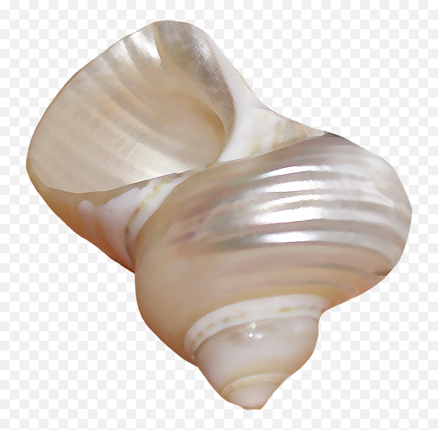 Sea Shell Aesthetic Tumblr Sticker - Png Aesthetic Minimalistic Emoji,Conch Shell Emoji