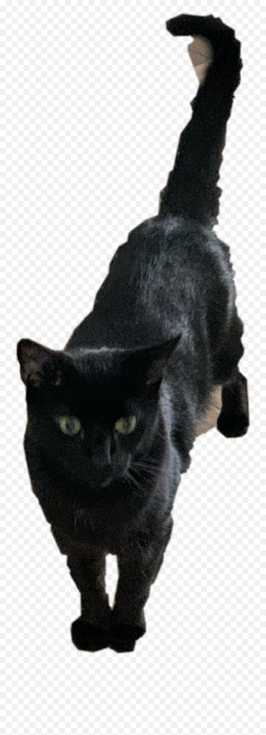 The Most Edited - Black Cat Emoji,Emoji Badges Imvu