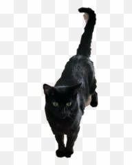 The Most Edited - Black Cat Emoji,Emoji Badges Imvu
