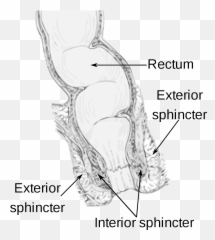 Stop Wiping Their Butt After Pooping - Anal Sphincter Emoji,Guess The Emoji Level 49answers