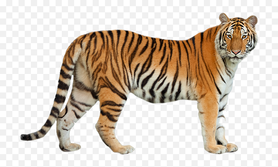 Tigre Png - Imagenes De Tigre Png Emoji,Clemson Tiger Emoji