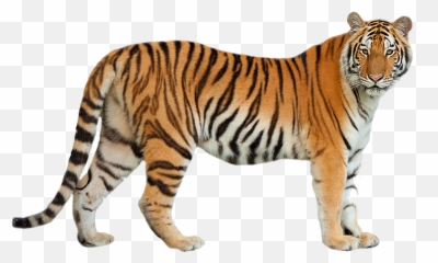 Tigre Png - Imagenes De Tigre Png Emoji,Clemson Tiger Emoji