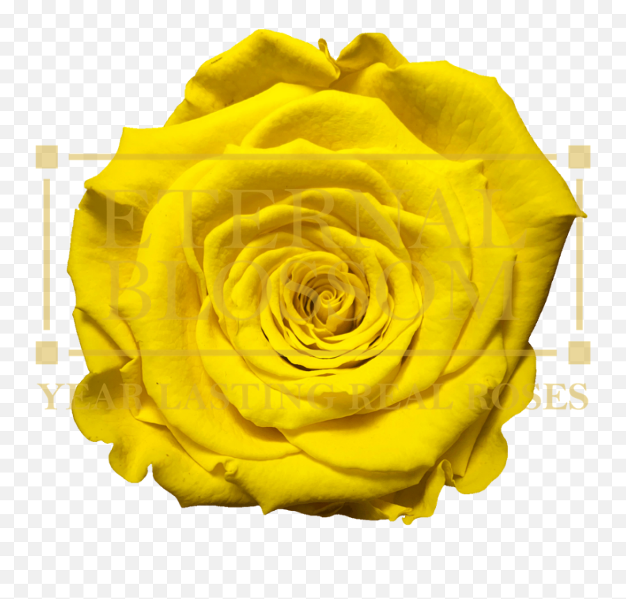 Year Lasting Infinity Roses - 9 Piece Clear Make Up Fresh Emoji,Makeup Emojis