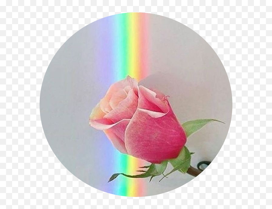The Most Edited Lgbtqpridecolors Picsart - Rainbow Aesthetics Roses Emoji,Maudlin Emoticon