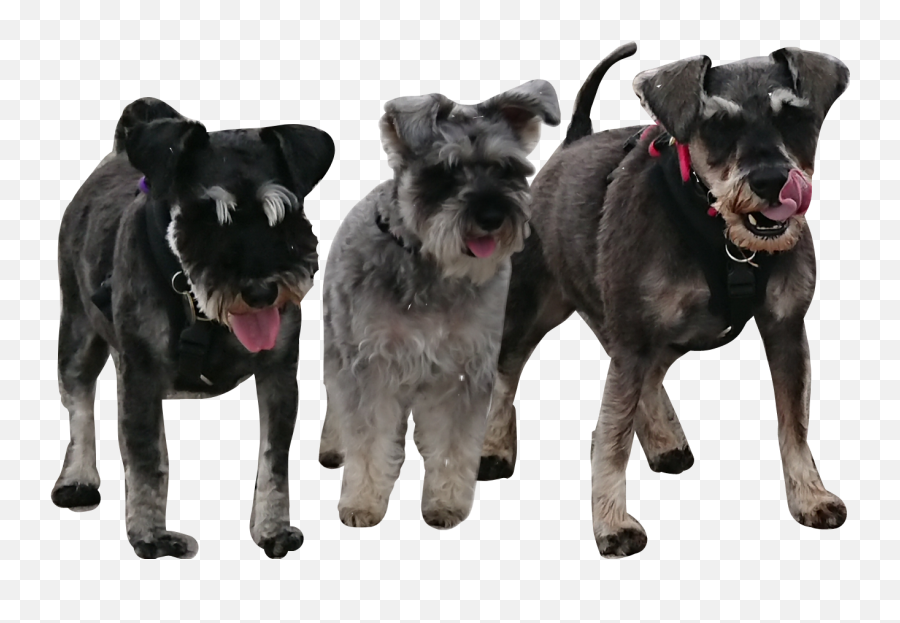 Schnauzer Sticker - Vulnerable Native Breeds Emoji,Schnauzer Emoji