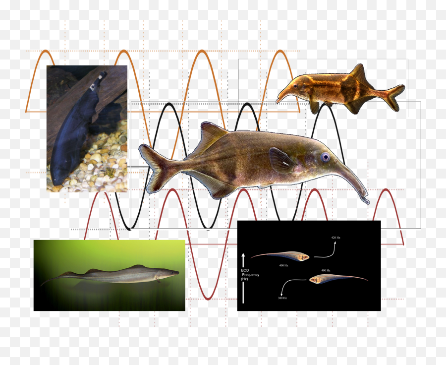 How Do Animals Communicate - Black Ghost Knife Fish Electric Emoji,Animals Emotions