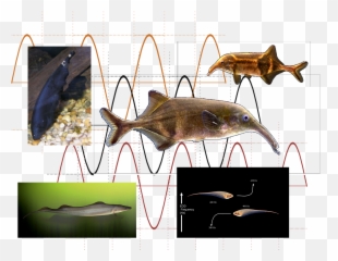 How Do Animals Communicate - Black Ghost Knife Fish Electric Emoji,Animals Emotions