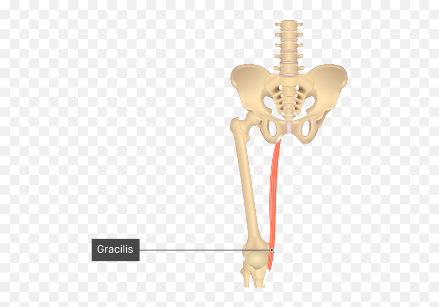 Gracilis - Liberal Dictionary Emoji,Emoji For Pelvis