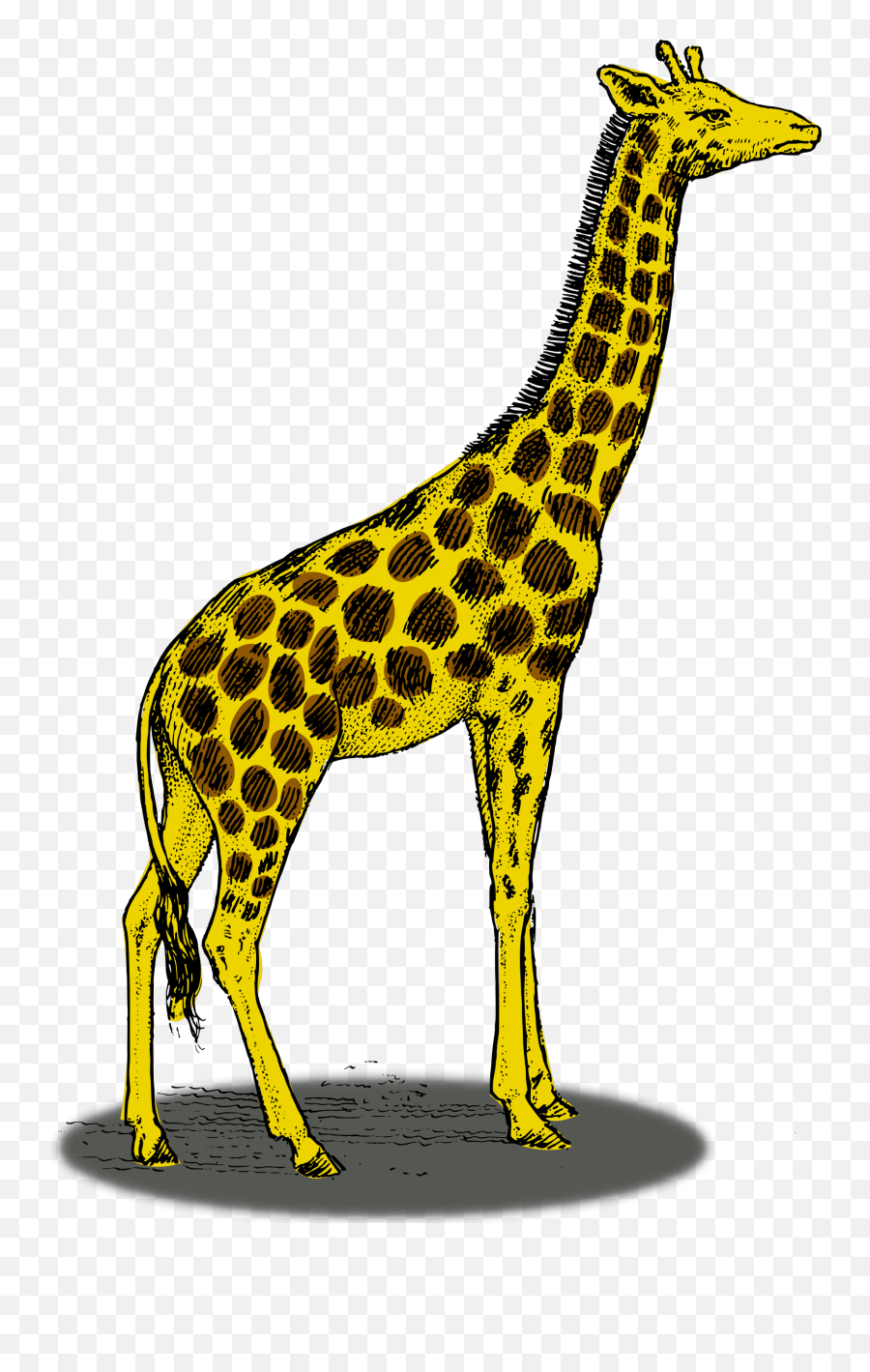 Colored Giraffe Clipart I2clipart - Royalty Free Public Giraffe Drawing Emoji,Giraffe Emoticons