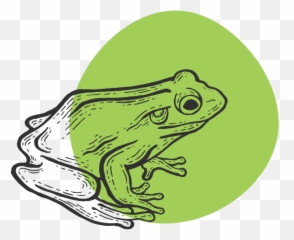 What Is Kambo Frog Medicine What Are The Benefits - Tripsitter Emoji,Pictures Shown To Schitzophrenic Patents For Emotion