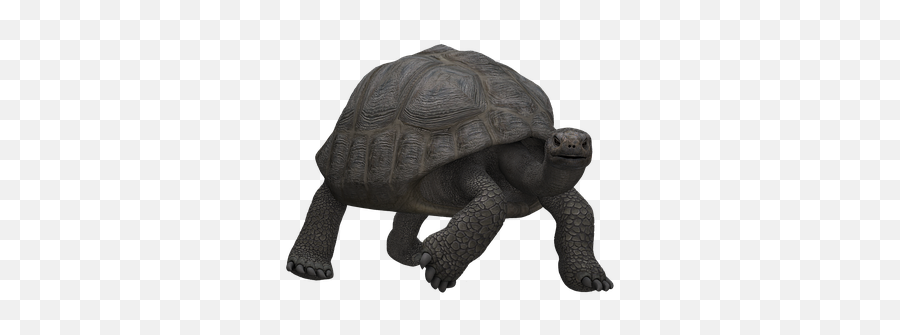 1000 Free Tortoise U0026 Turtle Images Emoji,Tortis Emoji