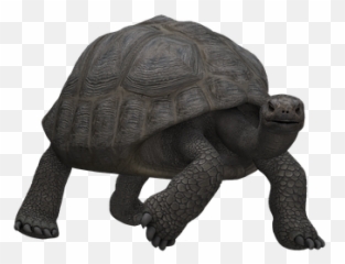 1000 Free Tortoise U0026 Turtle Images Emoji,Tortis Emoji