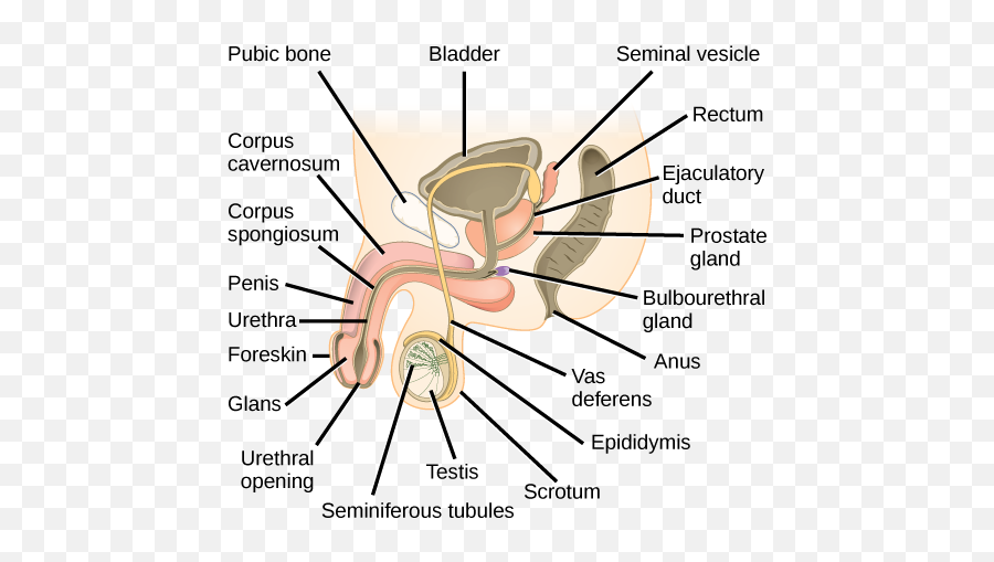 Control Systems - Parts Of Male Reproductive System Emoji,The __________ Cortex Decides How And When To Express Emotions Generated By The Limbic System.