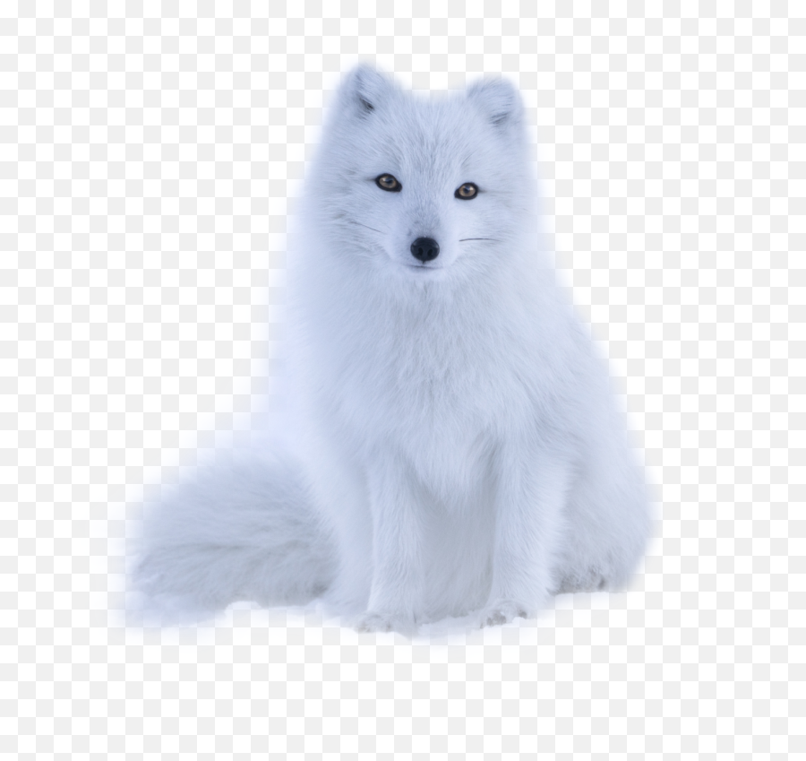 Fox White Sticker By Jacqueline - Arctic Fox Emoji,Arctic Fox Emoji