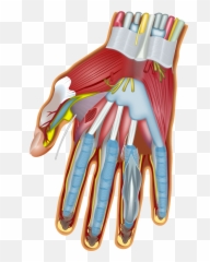 Human Smilies Emoticons Masks Public - Hand Muscles Emoji,Emoticons Muscles