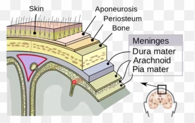 Muscle Knot Proven - Dura Mater Emoji,Cte For Non-football Players And Emotions