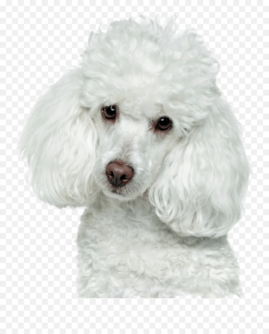 White Poodle - Caniche Sin Fondo Emoji,Poodle Emoji