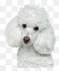 White Poodle - Caniche Sin Fondo Emoji,Poodle Emoji