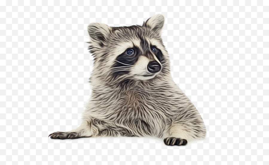 Free Transparent Raccoon Png Download - Racoon Gif Transparent Background Emoji,Raccoon Emoji Icon
