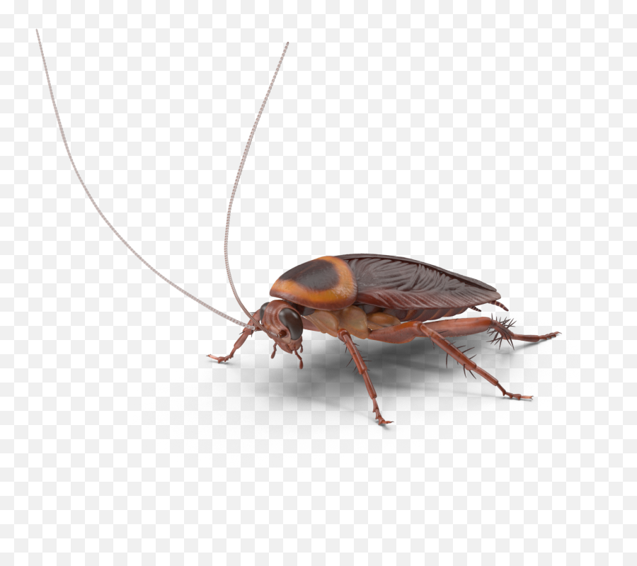 Cockroaches - Parasitism Emoji,Facebook Cockroach Emoticon