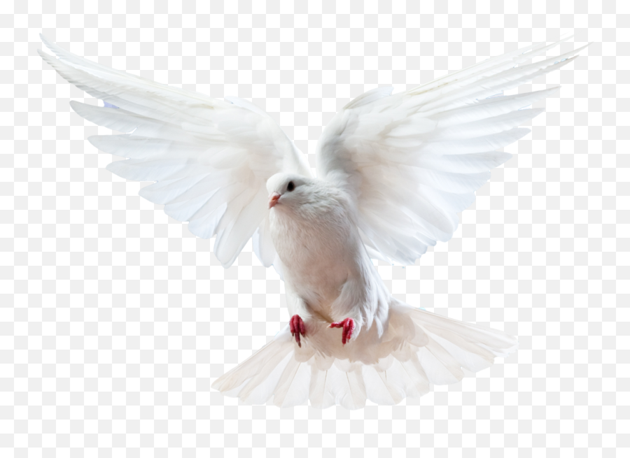 Flying Pigeon Pigeon - All White Dove Emoji,Cockatoo Facebook Emoji