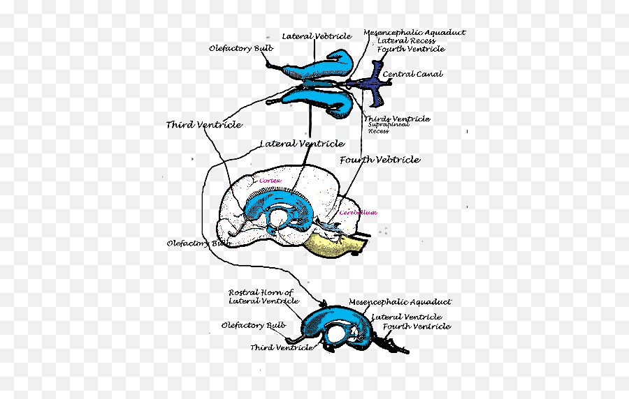 Neurobasics Emoji,Flat Emotions Limbic System