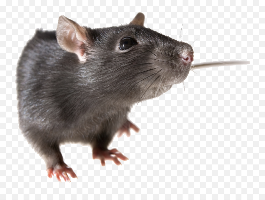 Rat Psd Official Psds Emoji,Rat Emojis