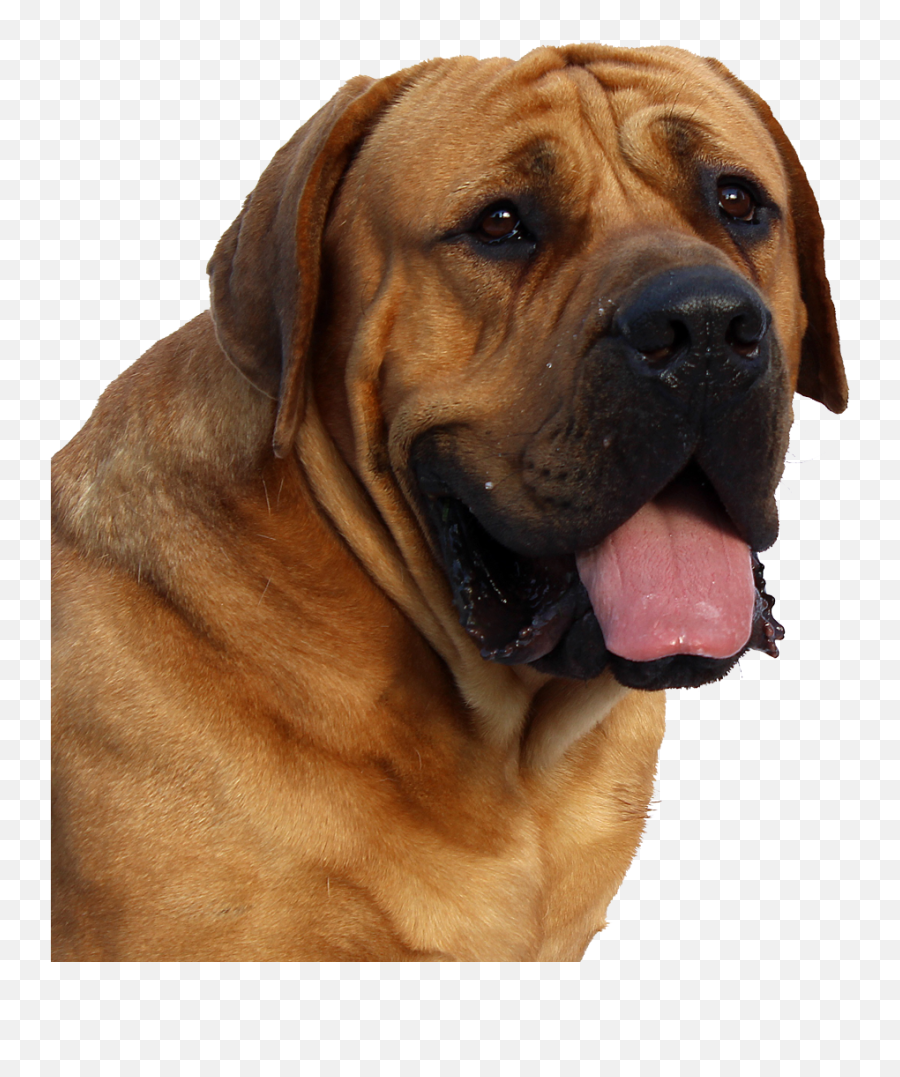 Dog Face Png U0026 Free Dog Facepng Transparent Images 37751 - Dog Face Png Emoji,Dog Face Emoji