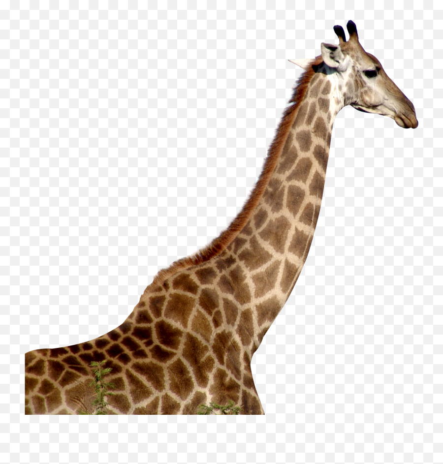 Giraffe Png Download - Giraffe Transparent Png Emoji,Giraffe Emoji Whatsapp