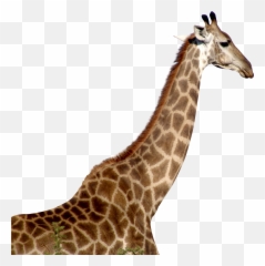 Giraffe Png Download - Giraffe Transparent Png Emoji,Giraffe Emoji Whatsapp