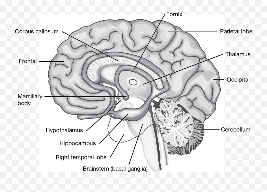 Aging Of The Sensory And Nervous Systems Springer Publishing - Brain Emoji,Structures Of The Limbic System Involved With Emotions