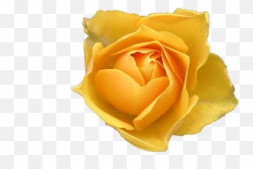 Remove Background Image Using Gimp 2 - Rose Emoji,How To Get Rid Of Emojis Using Gimp