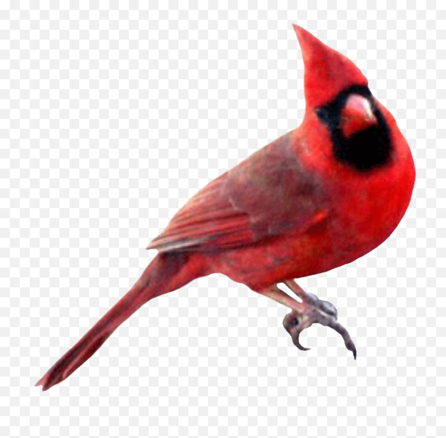 Cardinal Red Bird Winter Sticker - Red Cardinal No Background Emoji,Cardinal Emoji