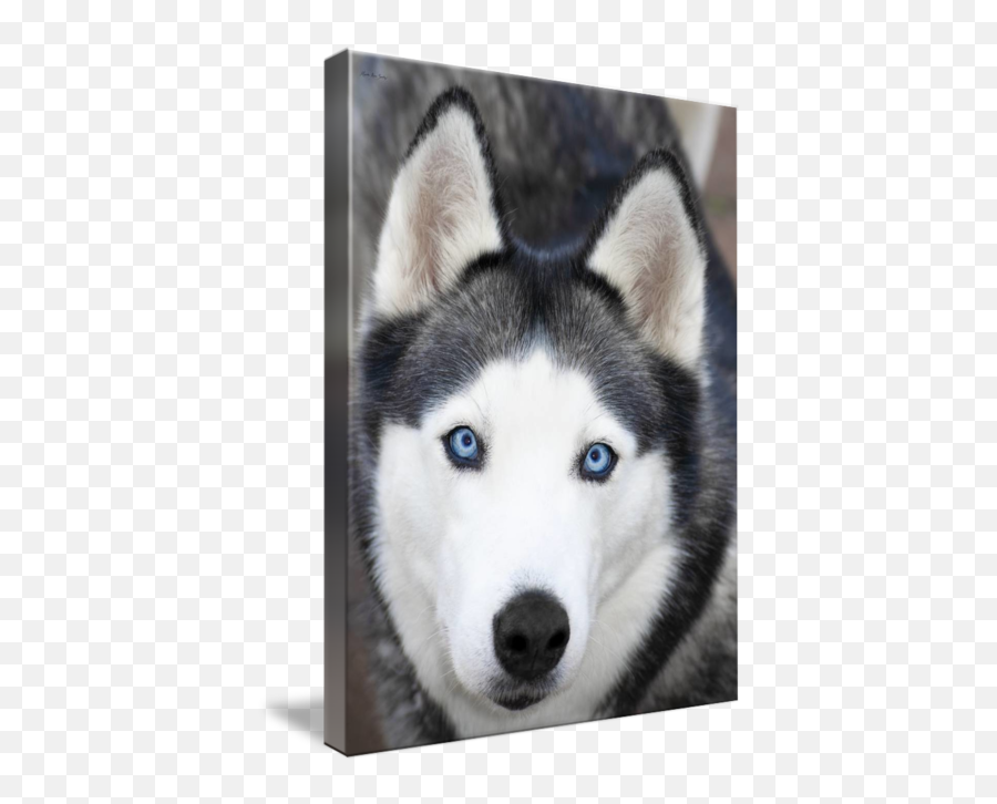 Siberian Husky Mask A91818 - Husky Mask Emoji,Husky Stages Of Emotion