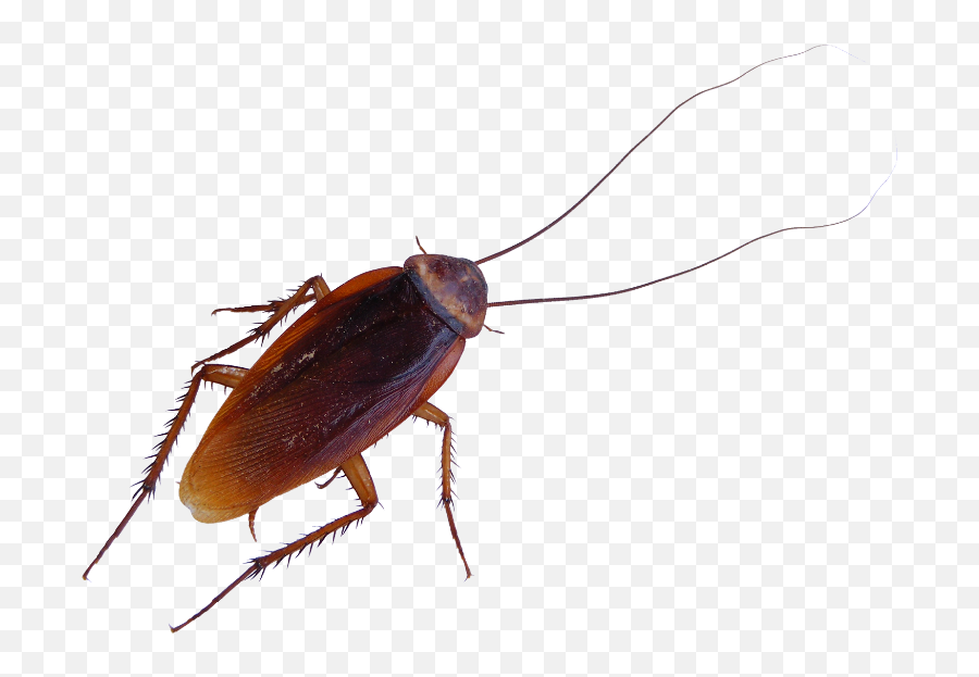 Roaches - Cockroach On Screen Transparent Emoji,Facebook Cockroach Emoticon