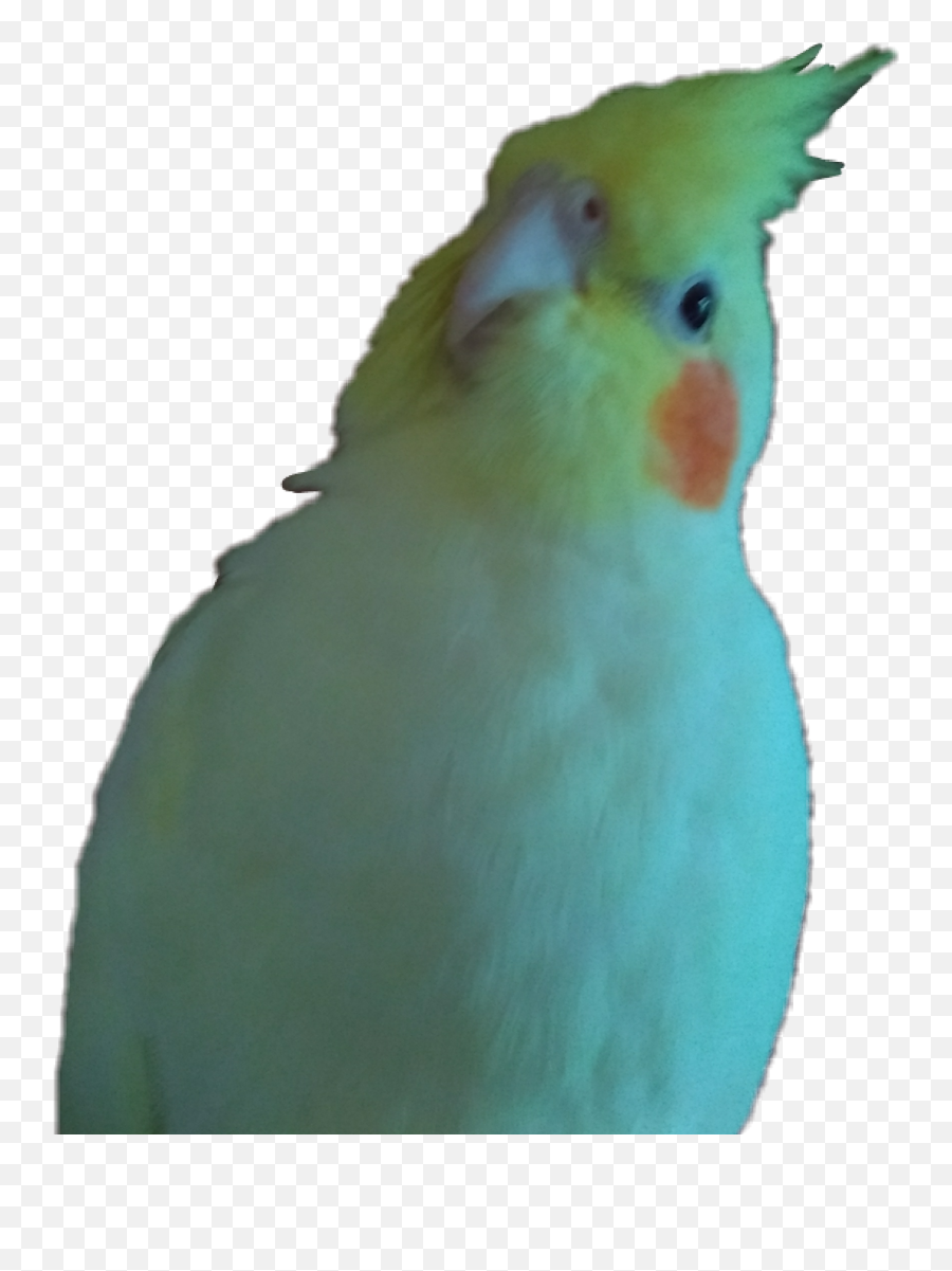 The Most Edited Emoji,Cockatoo Facebook Emoji