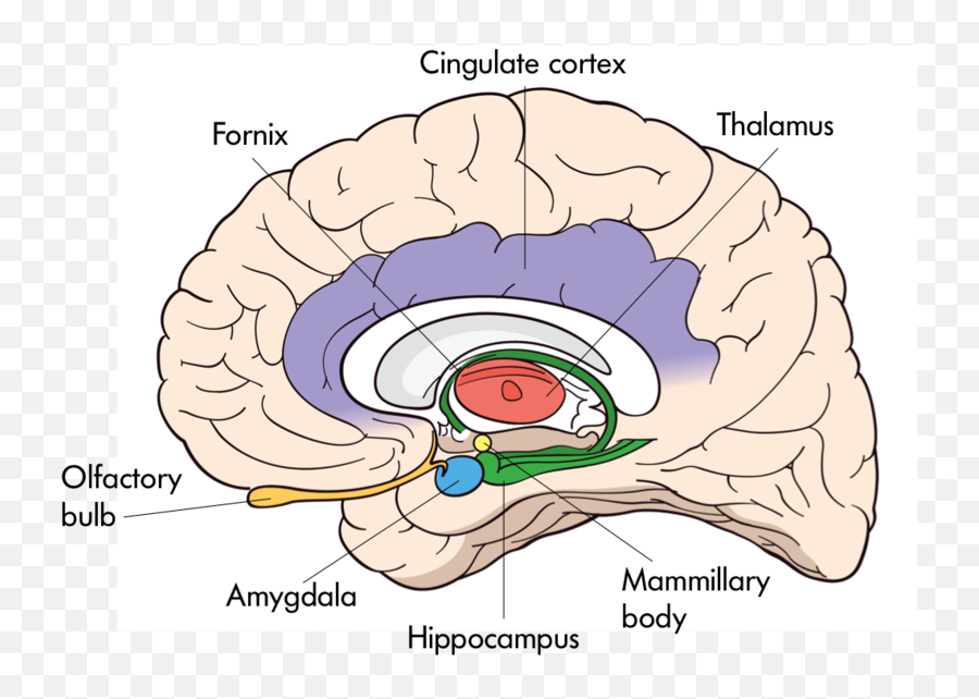 The Nervous System Noba - Interior Of The Brain Hippocampus Emoji,Hypothalamus Emotions