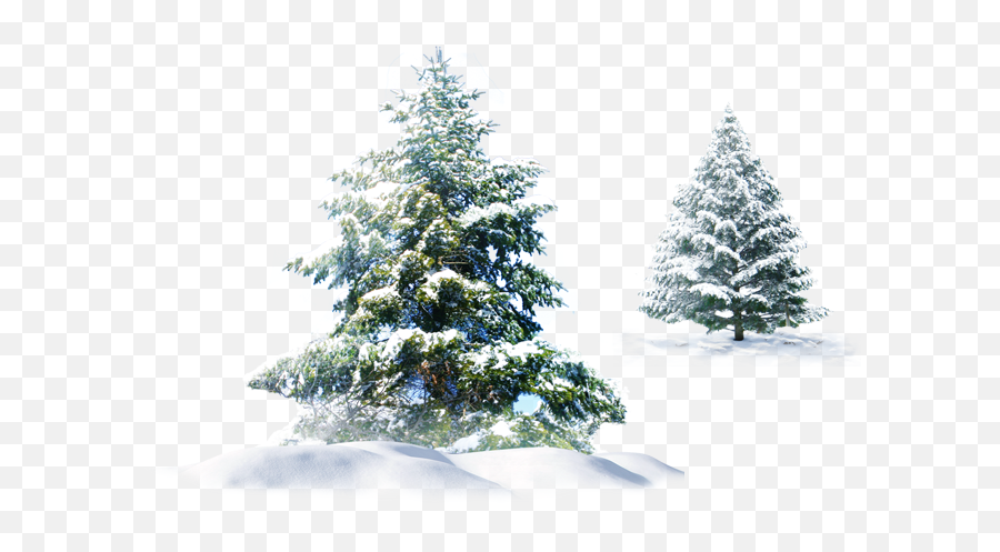 Trees Snow Christmas Evergreen Sticker By Stephanie - Christmas Tree In The Snow Transpant Png Emoji,Evergreen Emoji