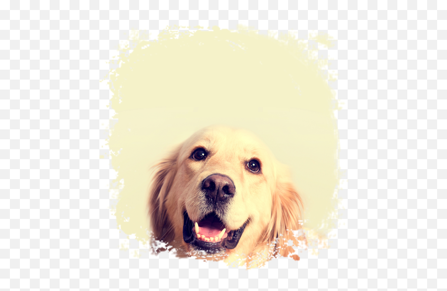 Dog Wallpaper - Dog Emoji,Bernese Mountain Dog Emoji