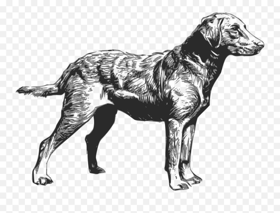 Free Photo Chesapeake Retriever Breed - Chesapeake Bay Retriever Drawing Emoji,Milky Emotions Pets