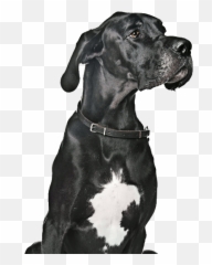 Dognition Find The Genius In Your Dog - Martingale Emoji,Dog Emotion And Cognition