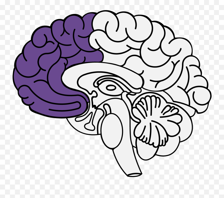 How Trauma Affects The Brain Frontal Lobe The Younique - Prefrontal Cortex Emoji,Part Of Brain For Emotion